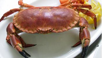 como cocinar marisco