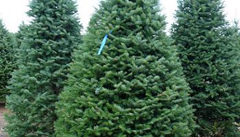 el auténtico árbol de Navidad el auténtico árbol de Navidad
